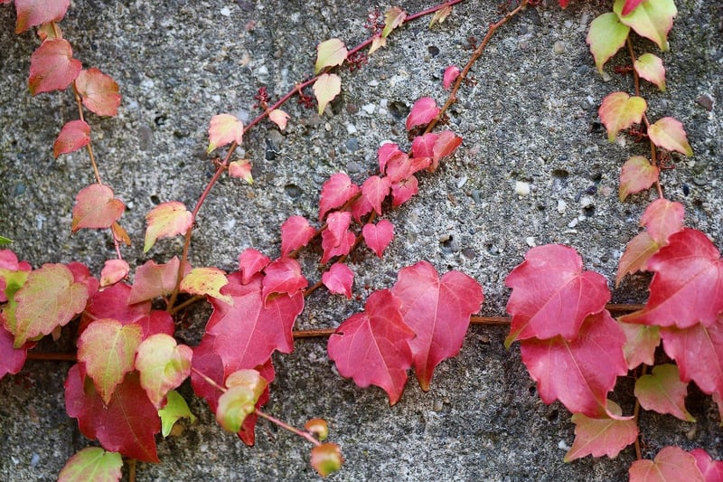 Climbing plants