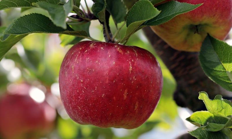Fruit trees