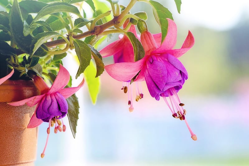 Hanging gardens