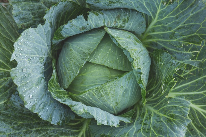 Vegetable gardening