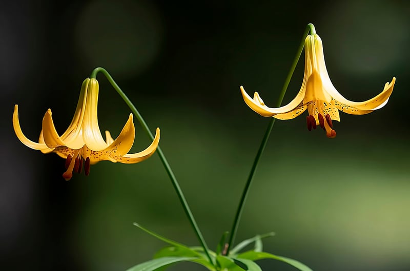 Hanging Garden