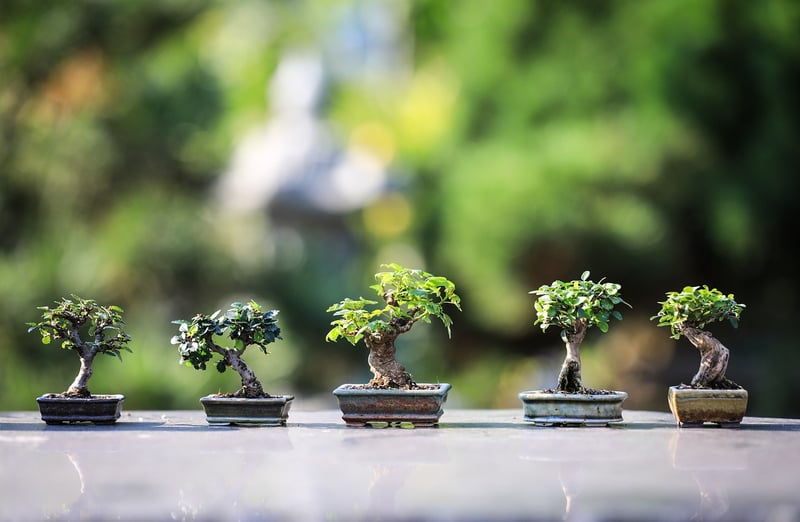 Indoor Gardening